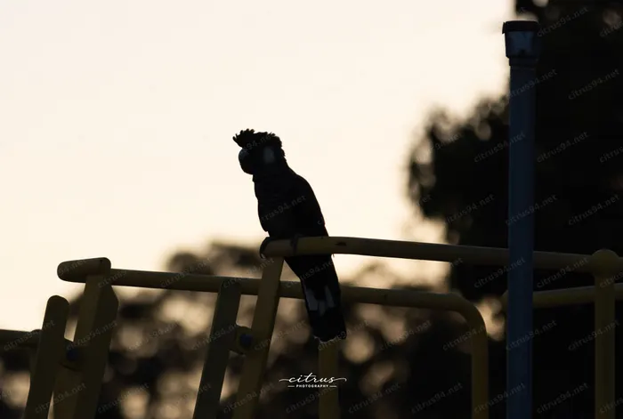 May 2026 Birds