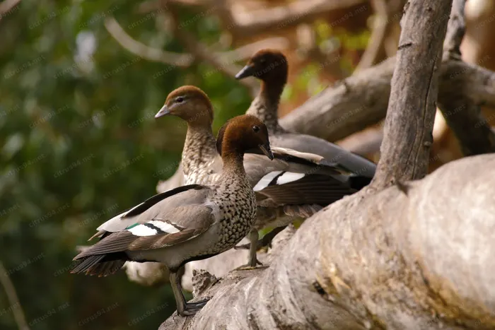 September Birds